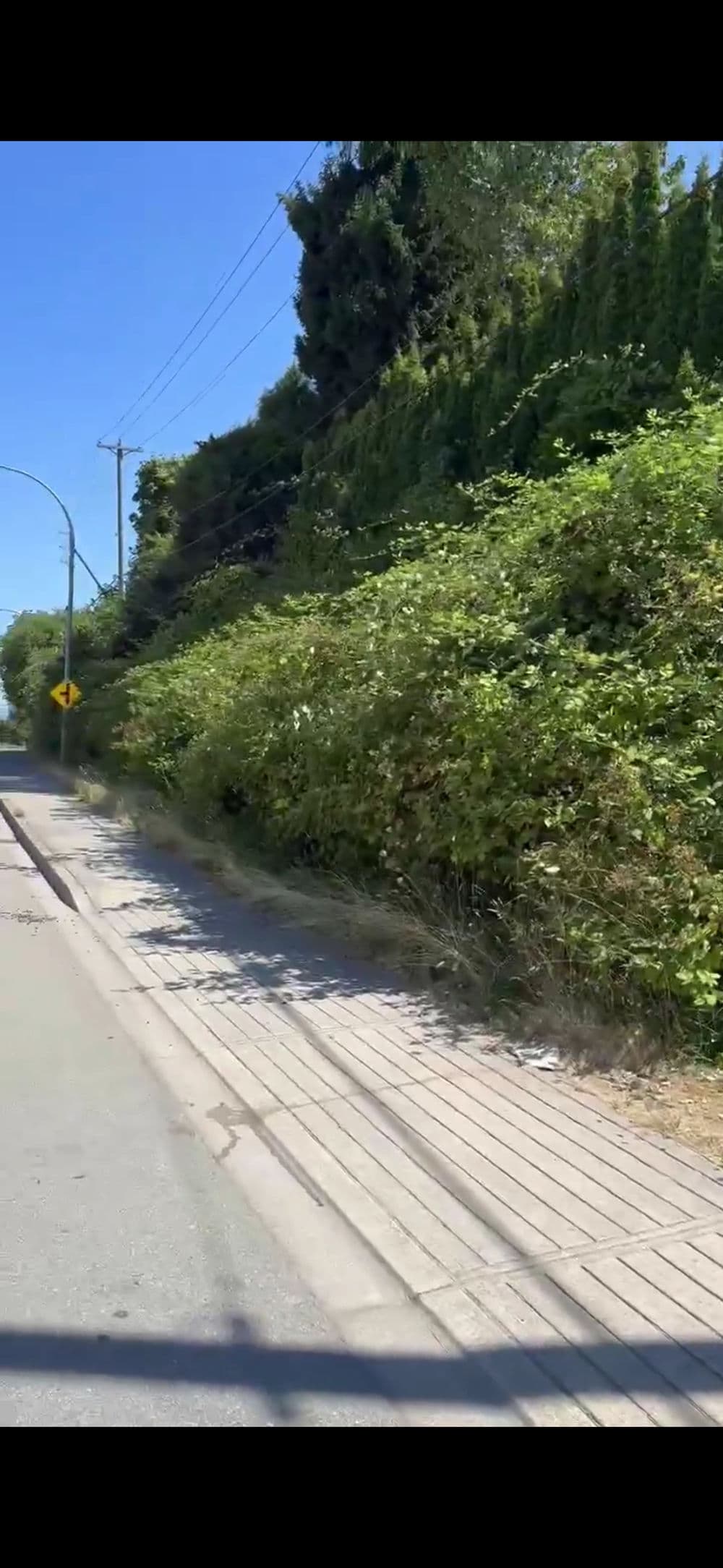 Sidewalk next to a road lined with dense green bushes under a clear blue sky.