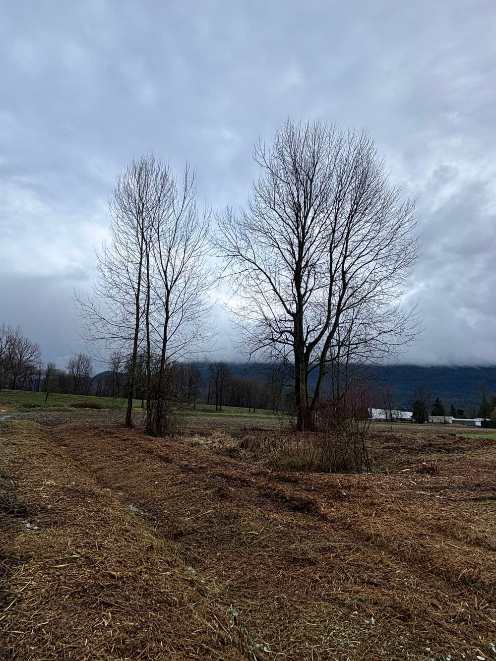 Bare trees against a cloudy sky in a rural landscape with a field and distant mountains.