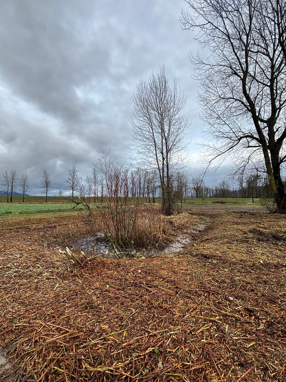 Dry landscape with sparse trees, brown foliage, and a cloudy sky on a winter day.