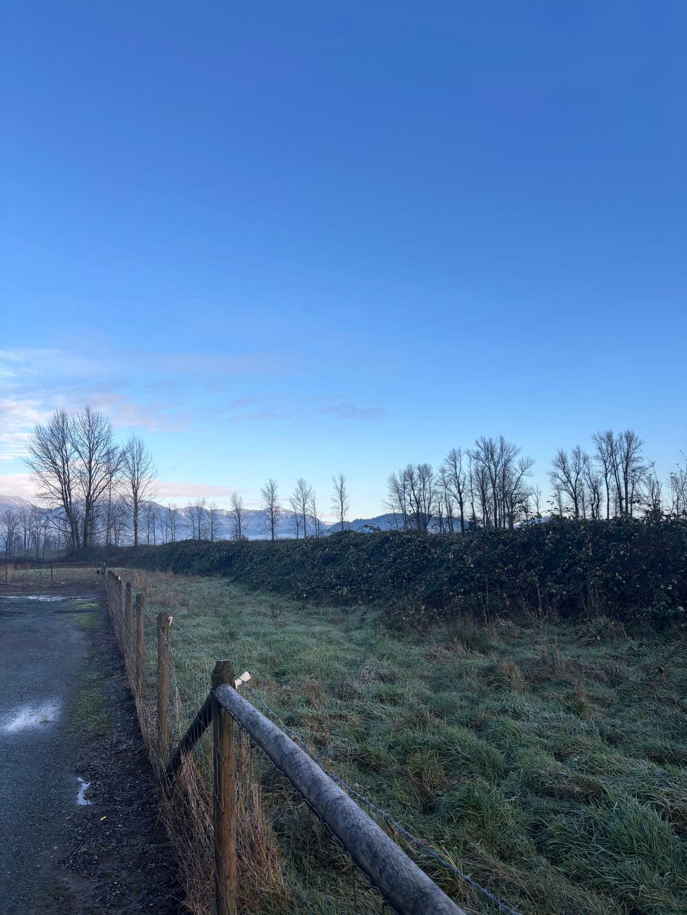 Lush green landscape at dawn with a clear blue sky and bare trees along a wooden fence.