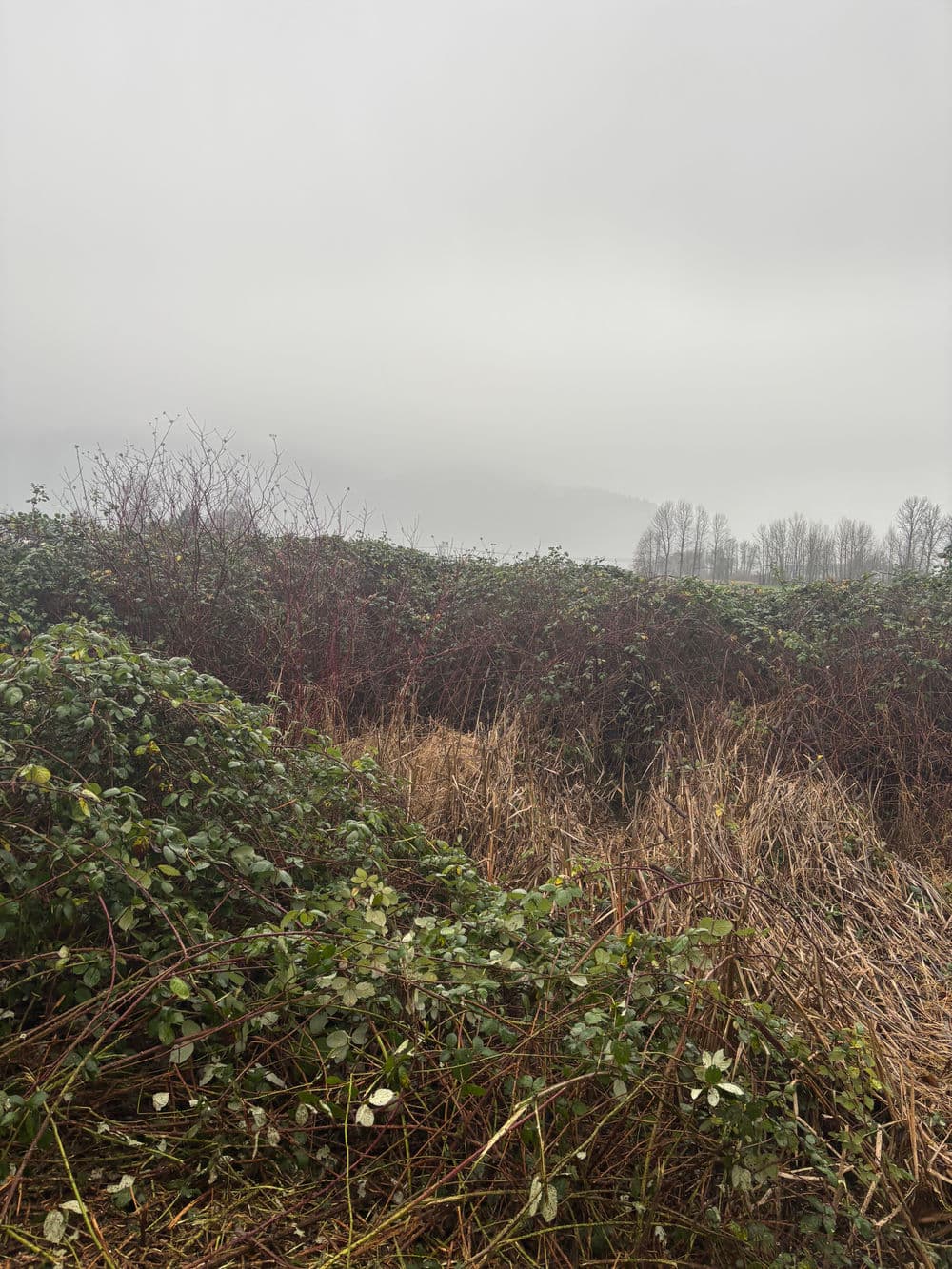 Lush green bushes and dry grasses in a foggy landscape with distant trees and hills.