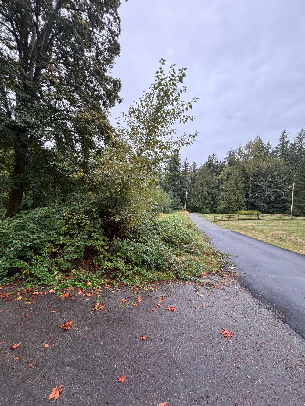 Pathway through lush greenery with trees and fallen leaves under a cloudy sky.