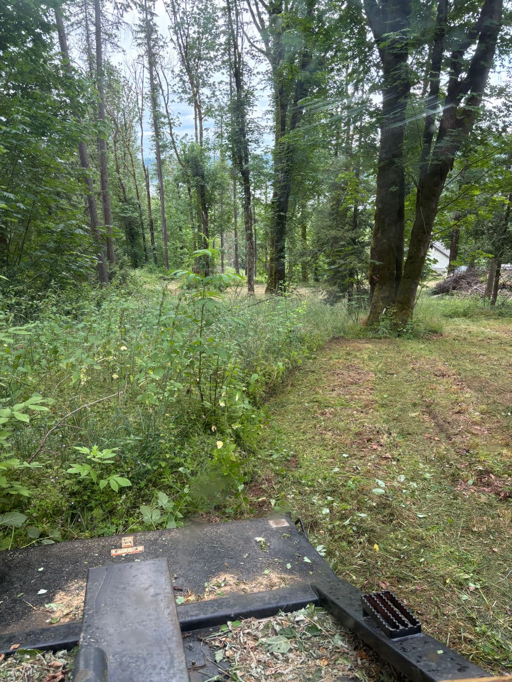 View from a machine cutting through tall grass and dense trees in a forested area.