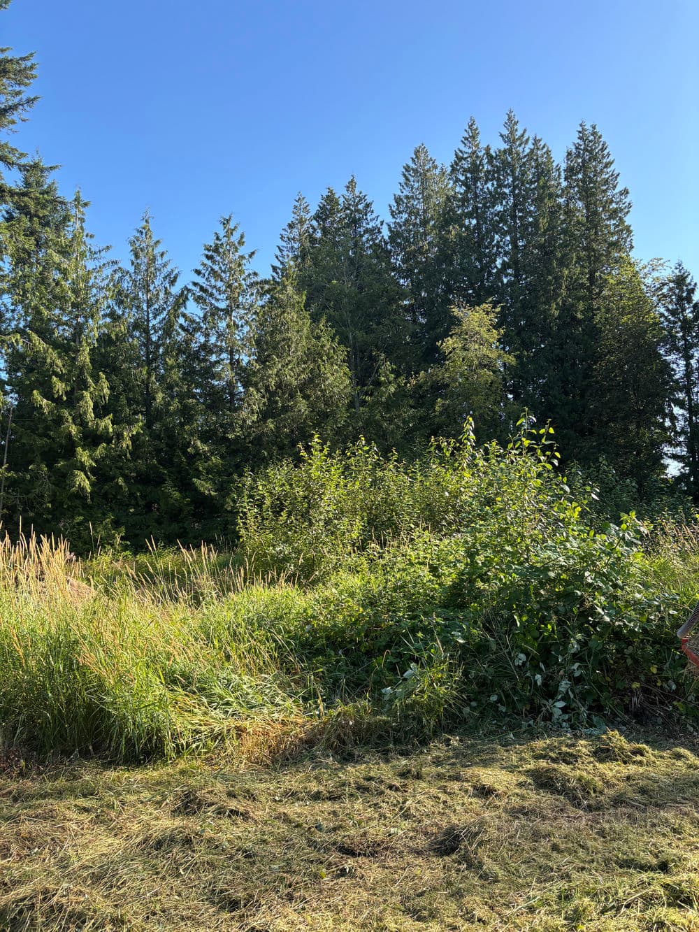 Lush green vegetation with tall trees under a clear blue sky in a natural setting.